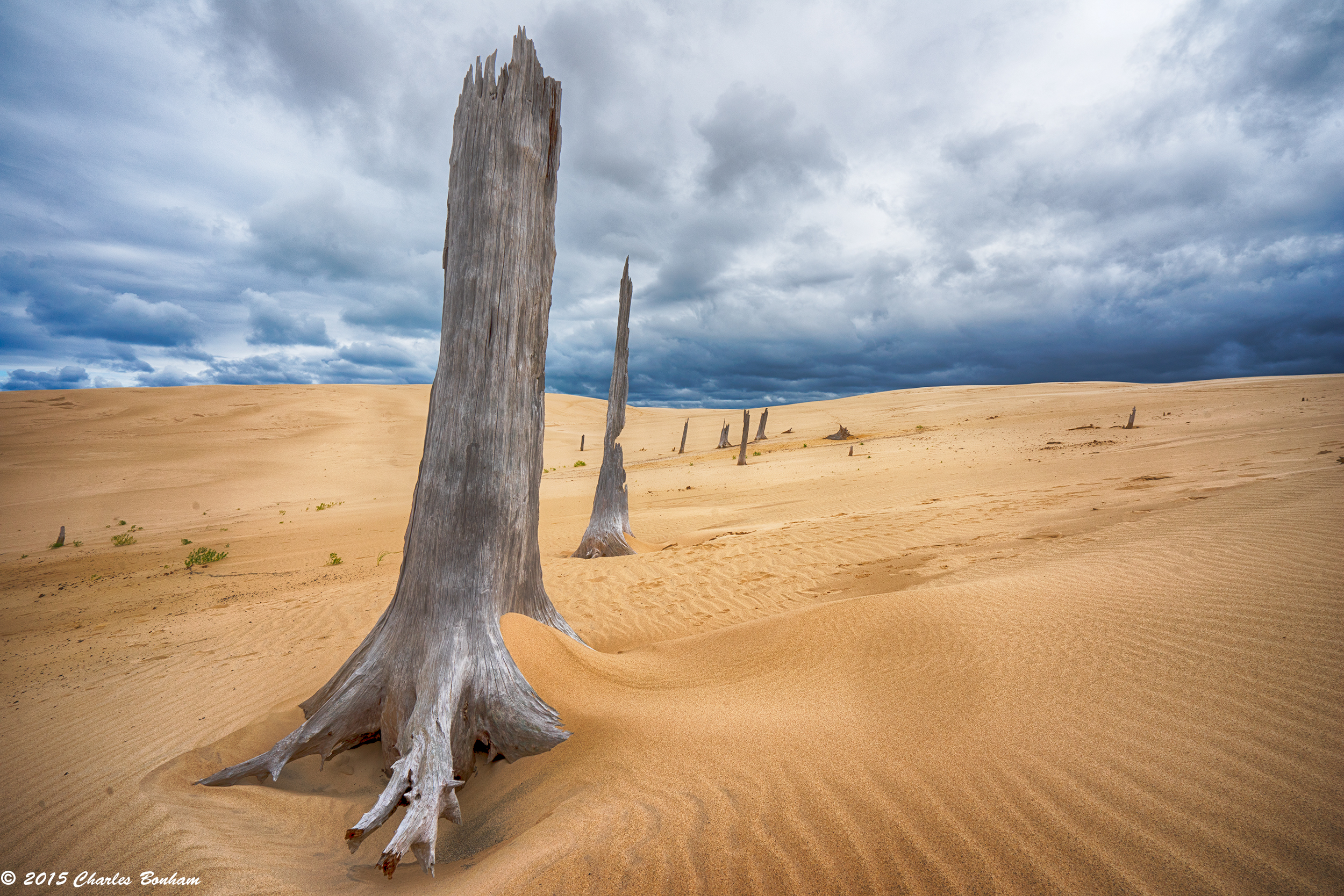 Ghost Forest
