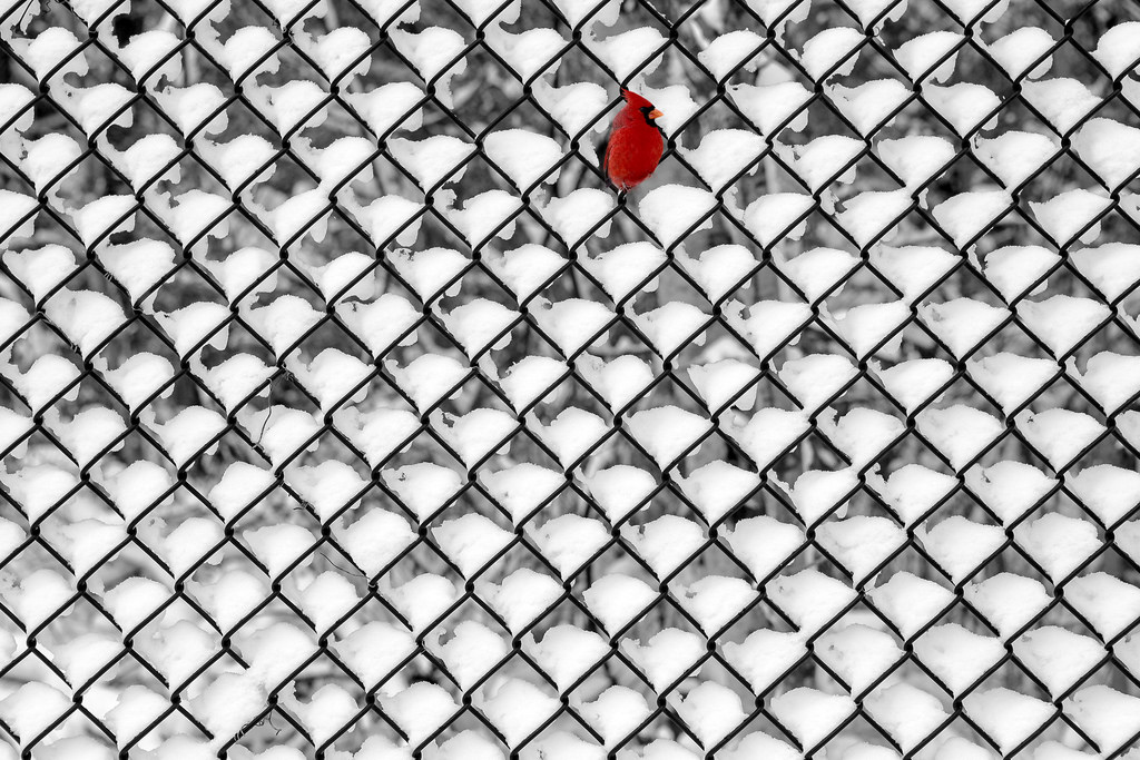 RED cardinal in fence