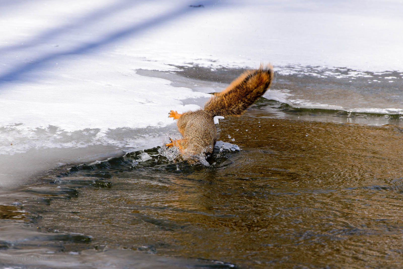 Fox Squirrel Falls in the River