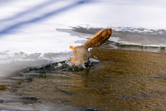 Fox Squirrel Falls in the River