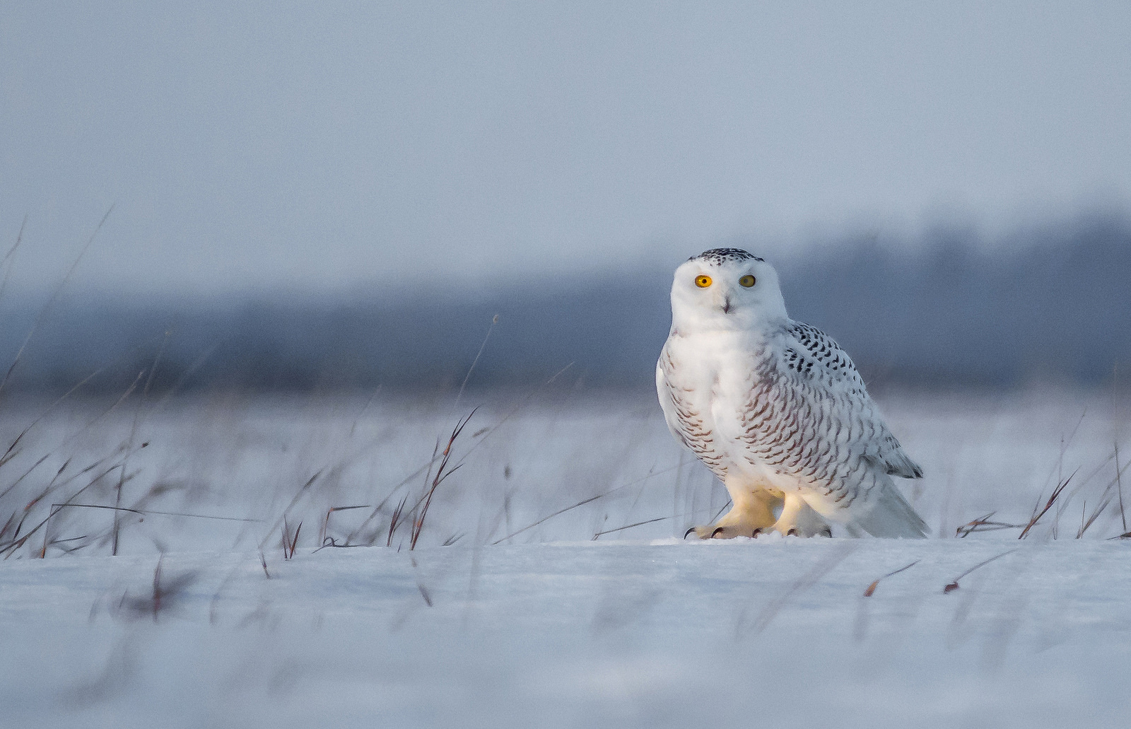 Snowy Owl