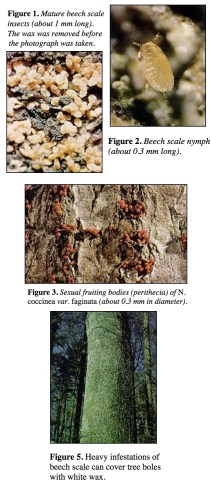 Beech Scale and Beech Bark Disease