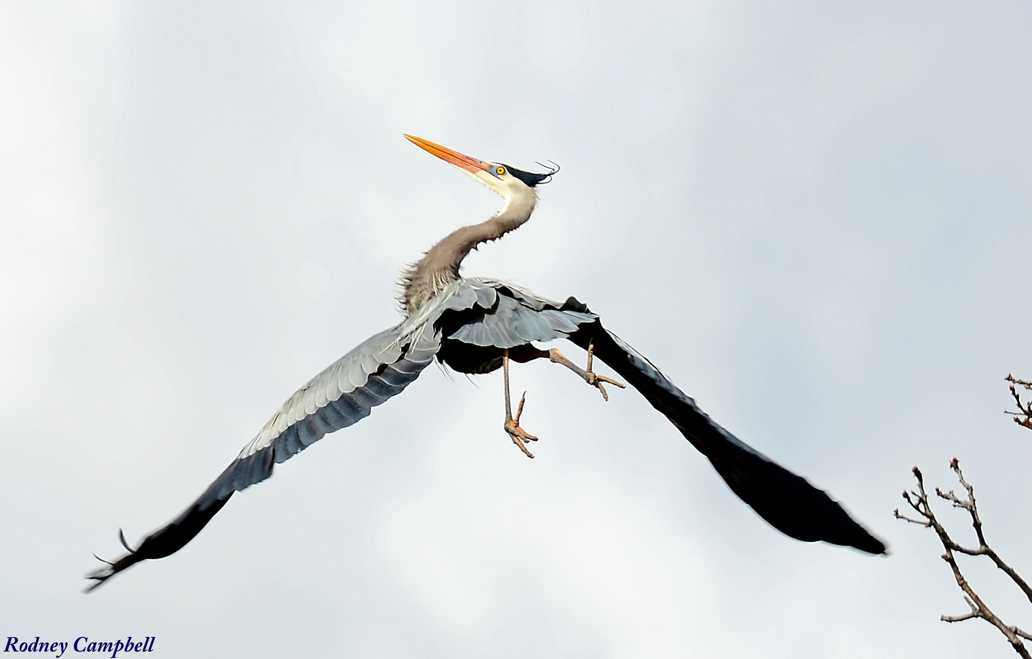 Great Blue Heron Leaving Roost