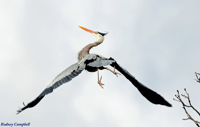 Great Blue Heron Leaving Roost