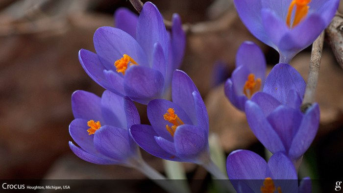 Spring Fling Crocuses