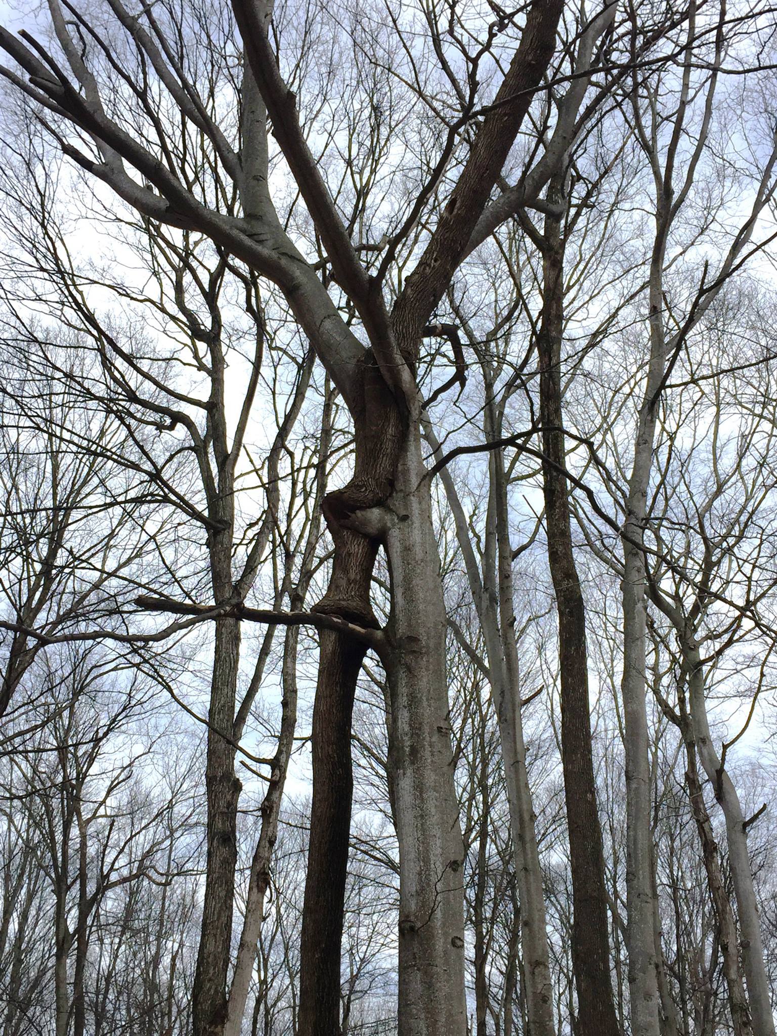 Twined Trees at Treat Farm