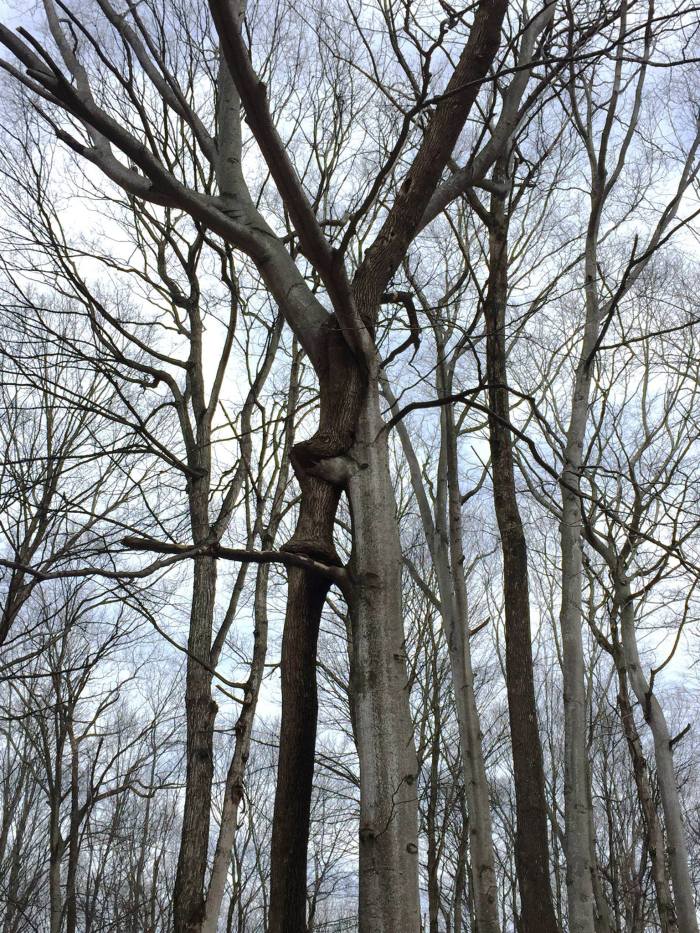 Twined Trees at Treat Farm