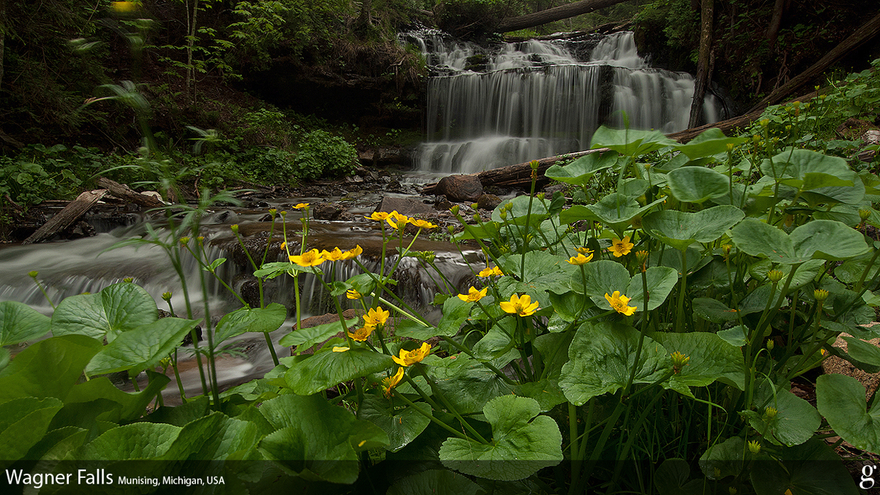 Wagner Falls with Marsh Marigolds