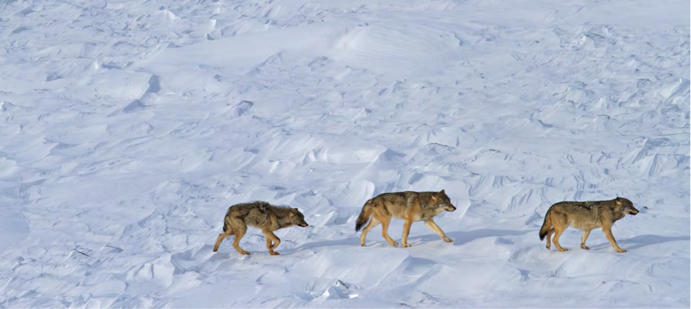 3 Isle Royale wolves 2015