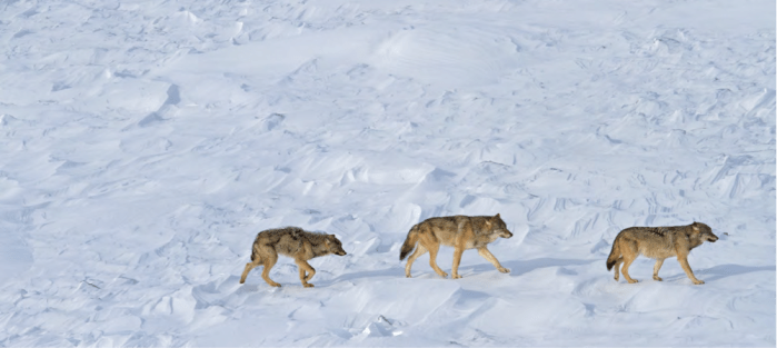 3 Isle Royale wolves 2015