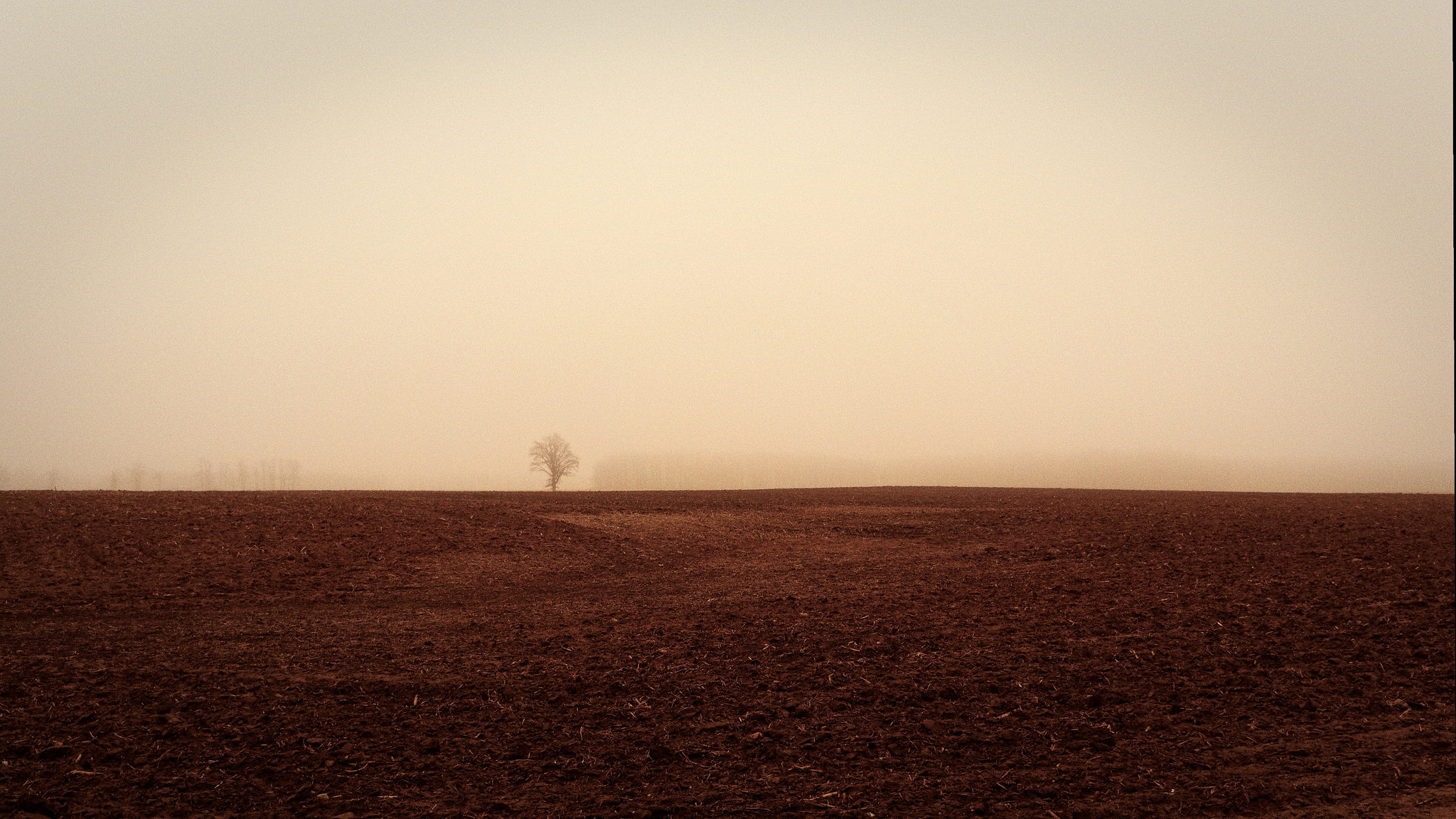 A Tree in the Fog