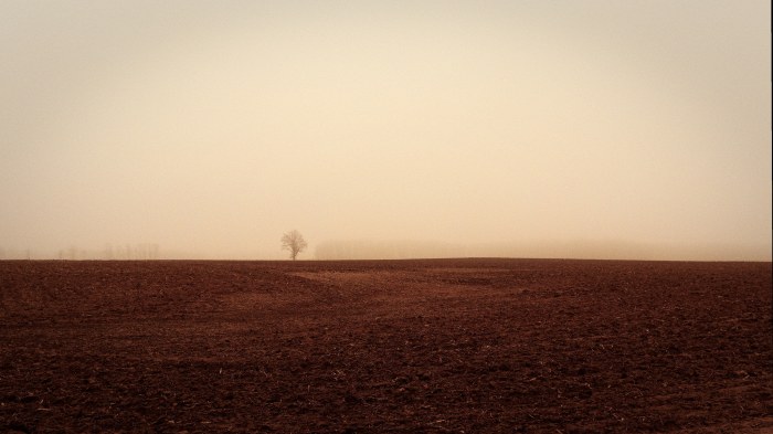 A Tree in the Fog