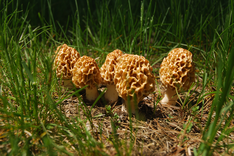 Backyard Morels