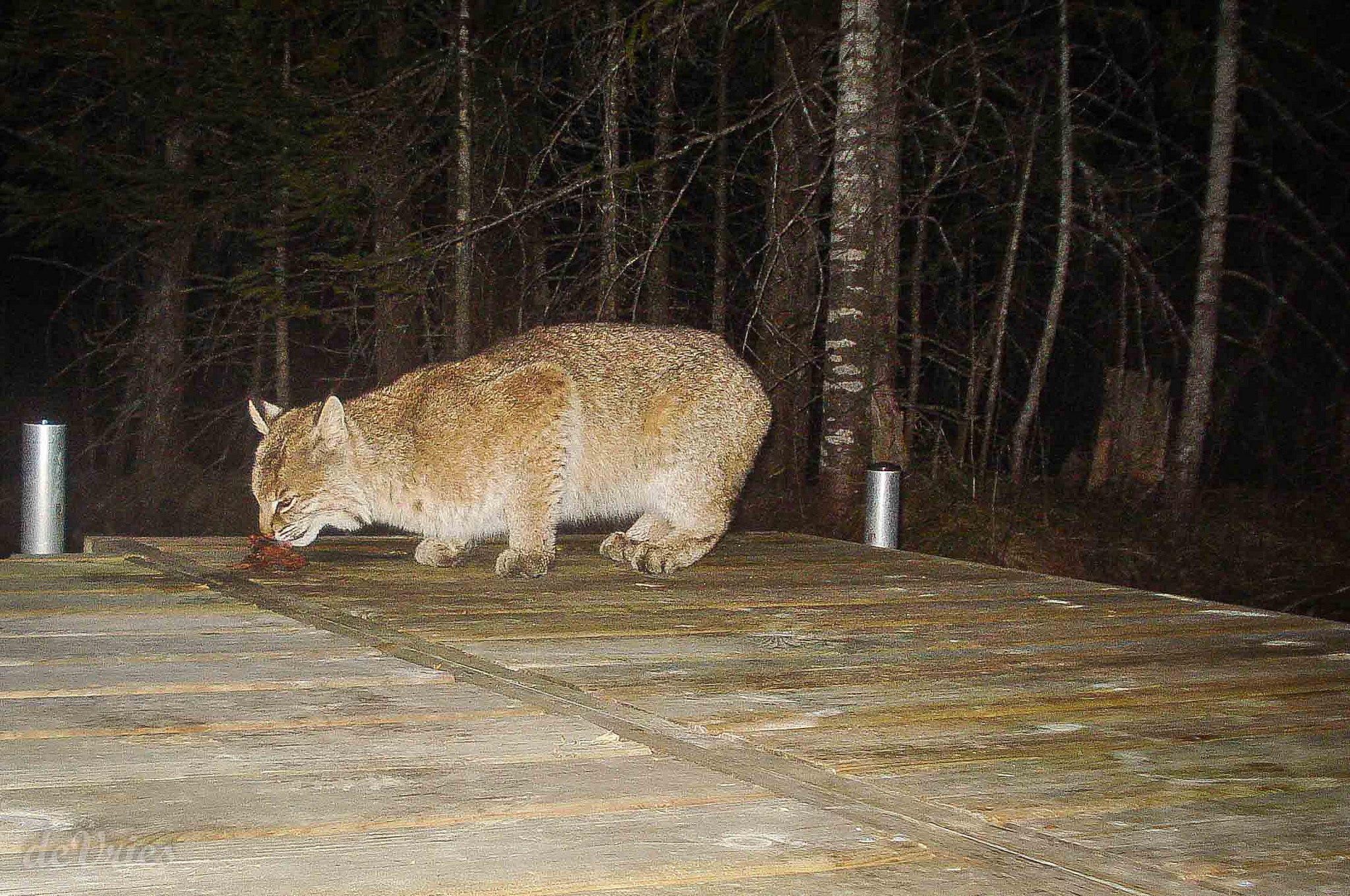Bobcat on the Dock