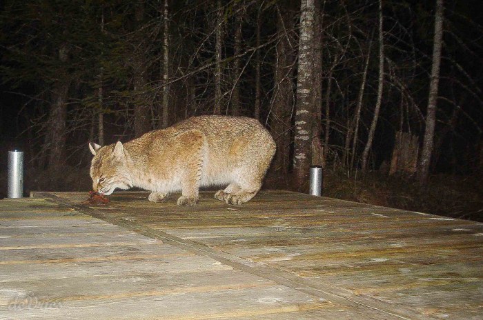 Bobcat on the Dock