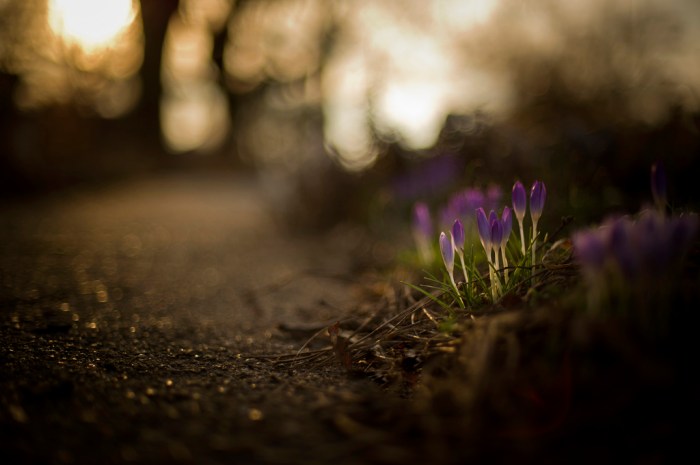 Crocus bokeh