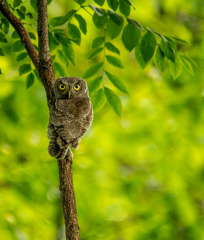 Eastern Screech Owl