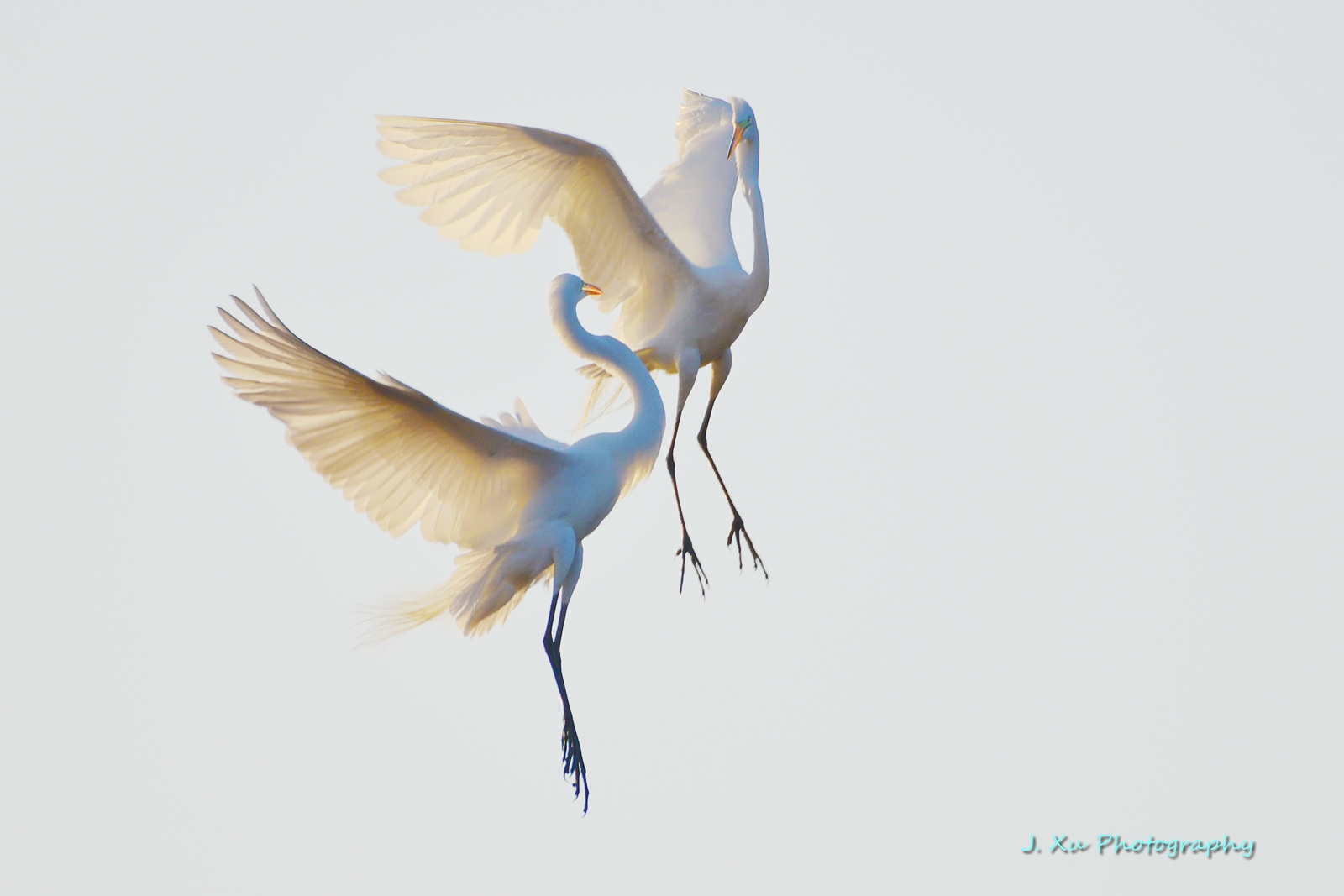 Egrets Dancing in the Air
