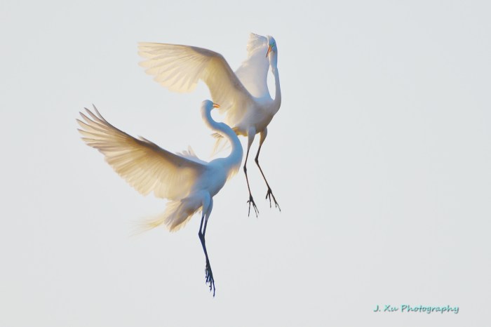 Egrets Dancing in the Air