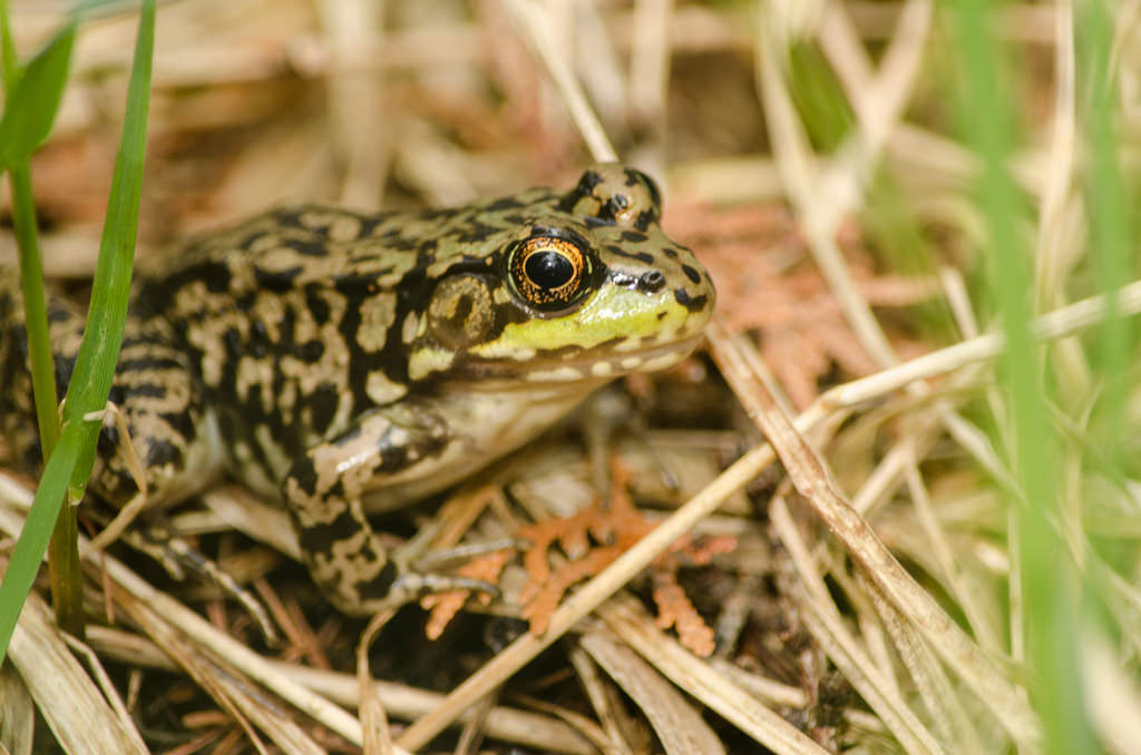 Michigan Mink Frog