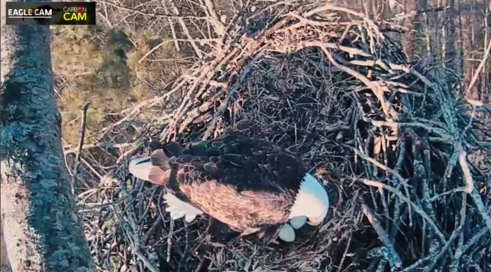 Platte River Eagle Cam