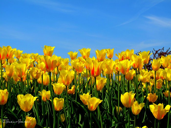 Yellow Tulips