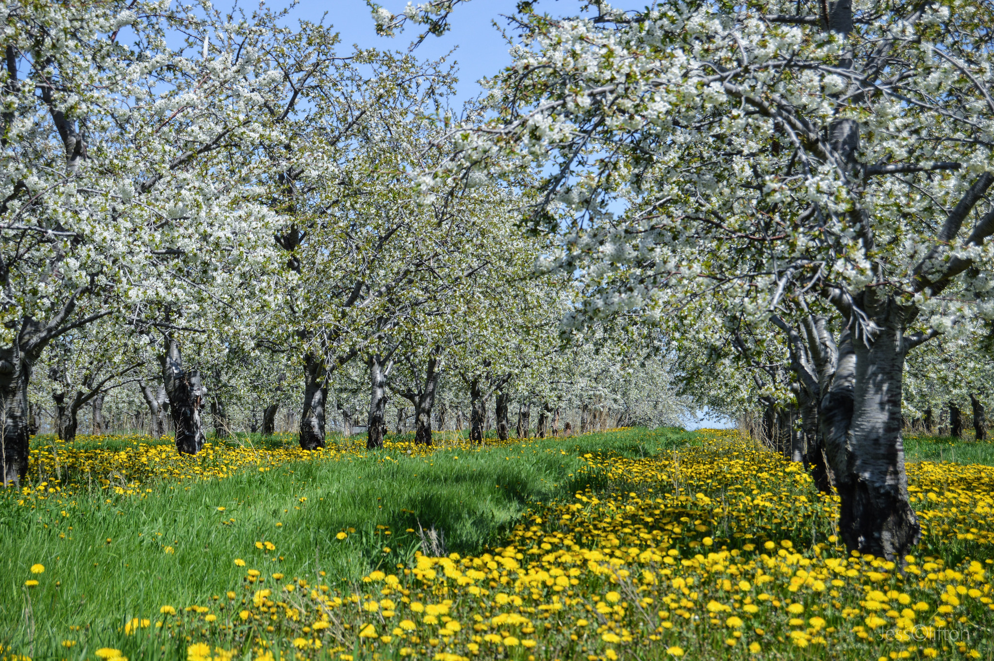 Cherry Orchard Aisles & Blossoms