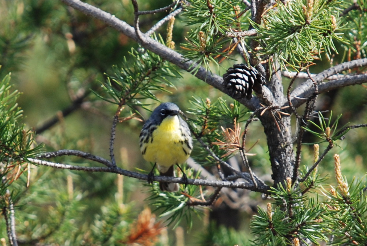 Michigan Bird of Fire Kirtlands Warbler