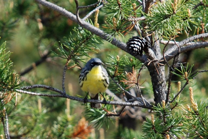 Michigan Bird of Fire Kirtlands Warbler