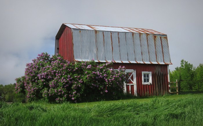 Red barn with Lilacs