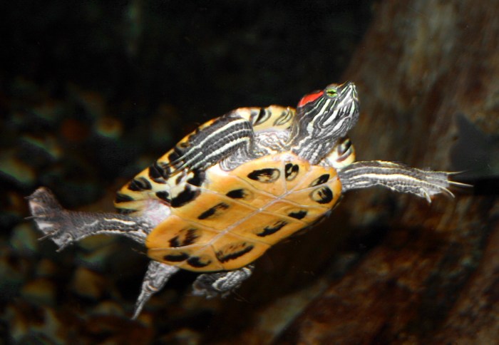 Trachemys scripta Red-eared Slider
