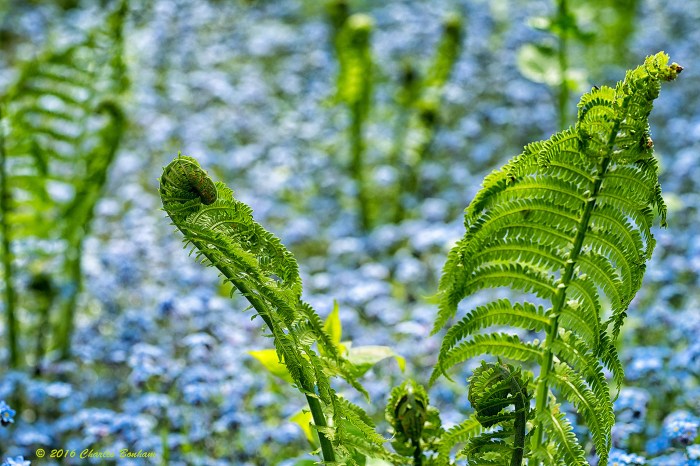 Unfurling Ferns