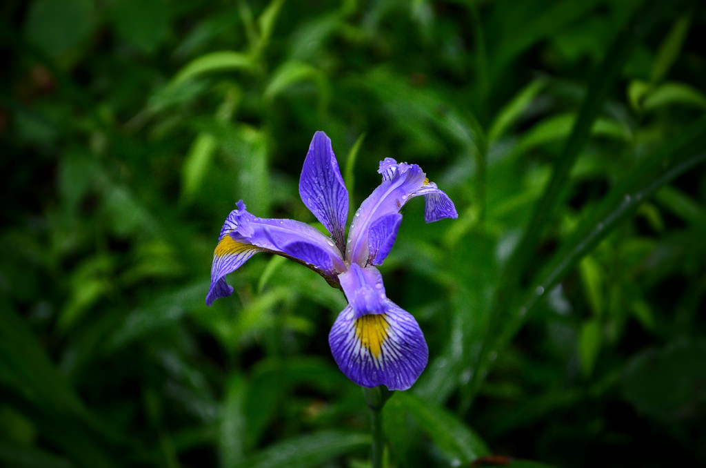 Dwarf Lake Iris