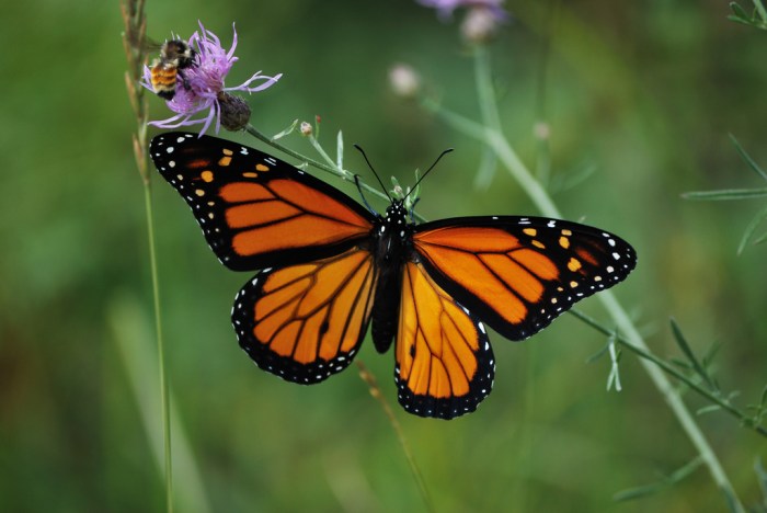 Float Like a Butterfly Sting Like a Bee