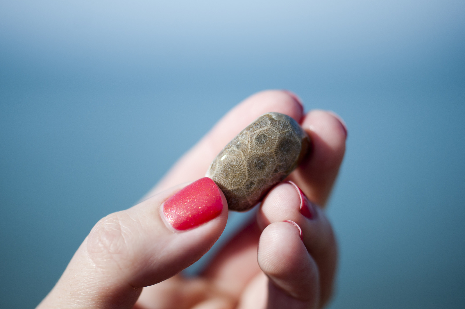 Michigan State Stone Petoskey Stone