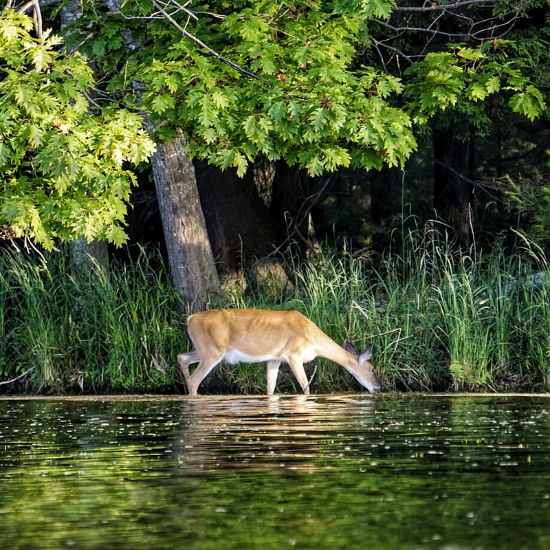 Summer Whitetail by Arnie Bracy