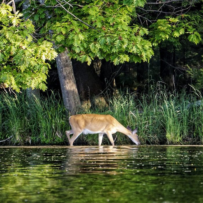 Summer Whitetail by Arnie Bracy