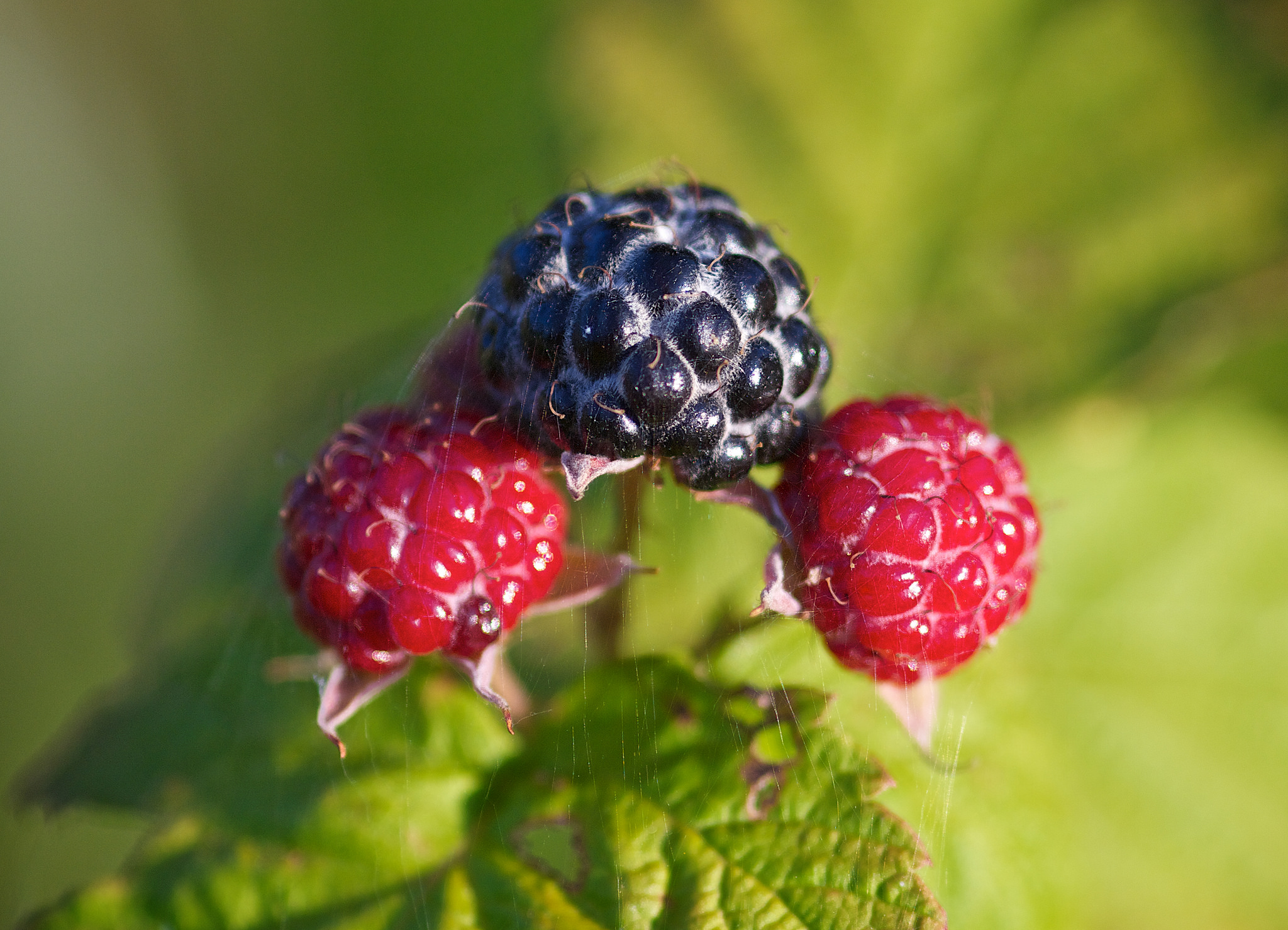 Blackcaps Michigan Blackberries