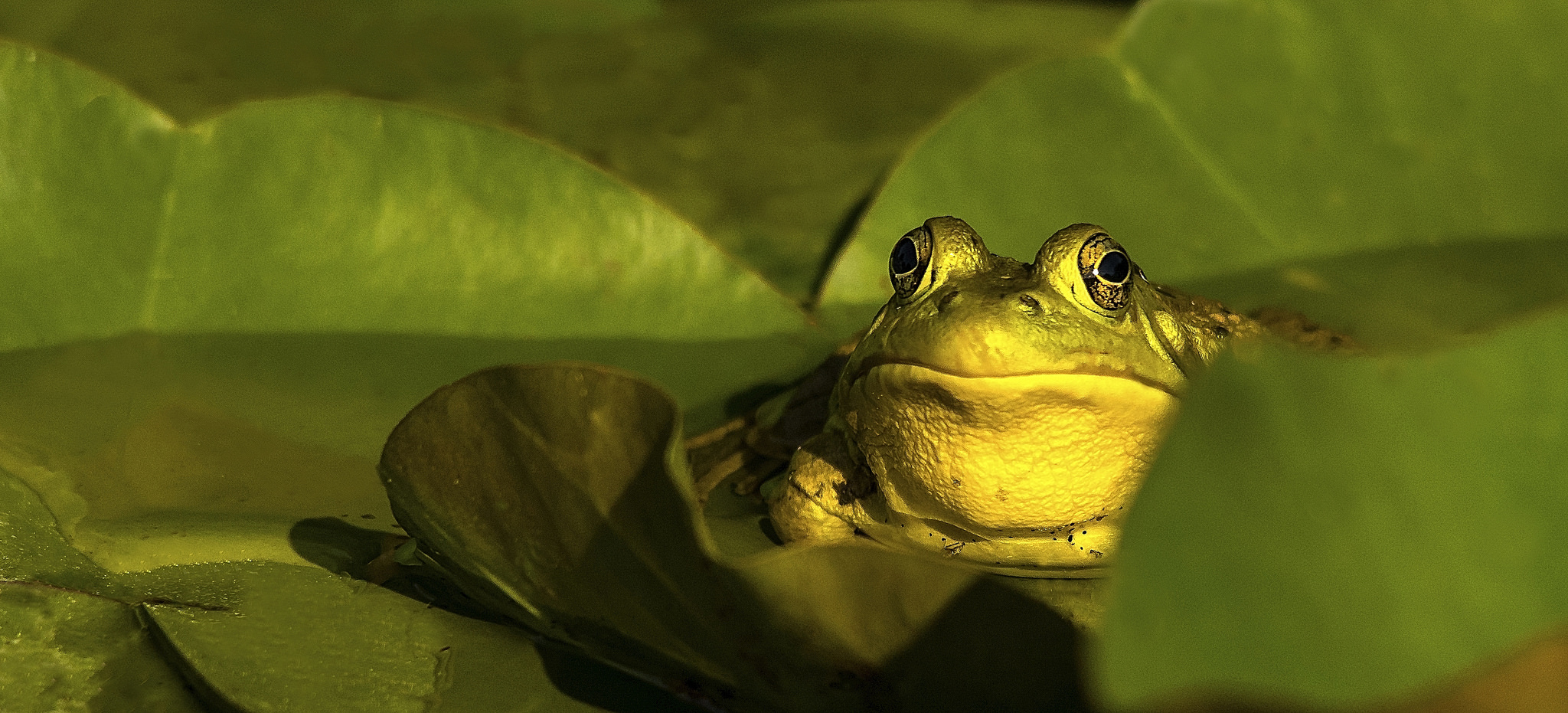 Frog Friday You Looking at Me Edition