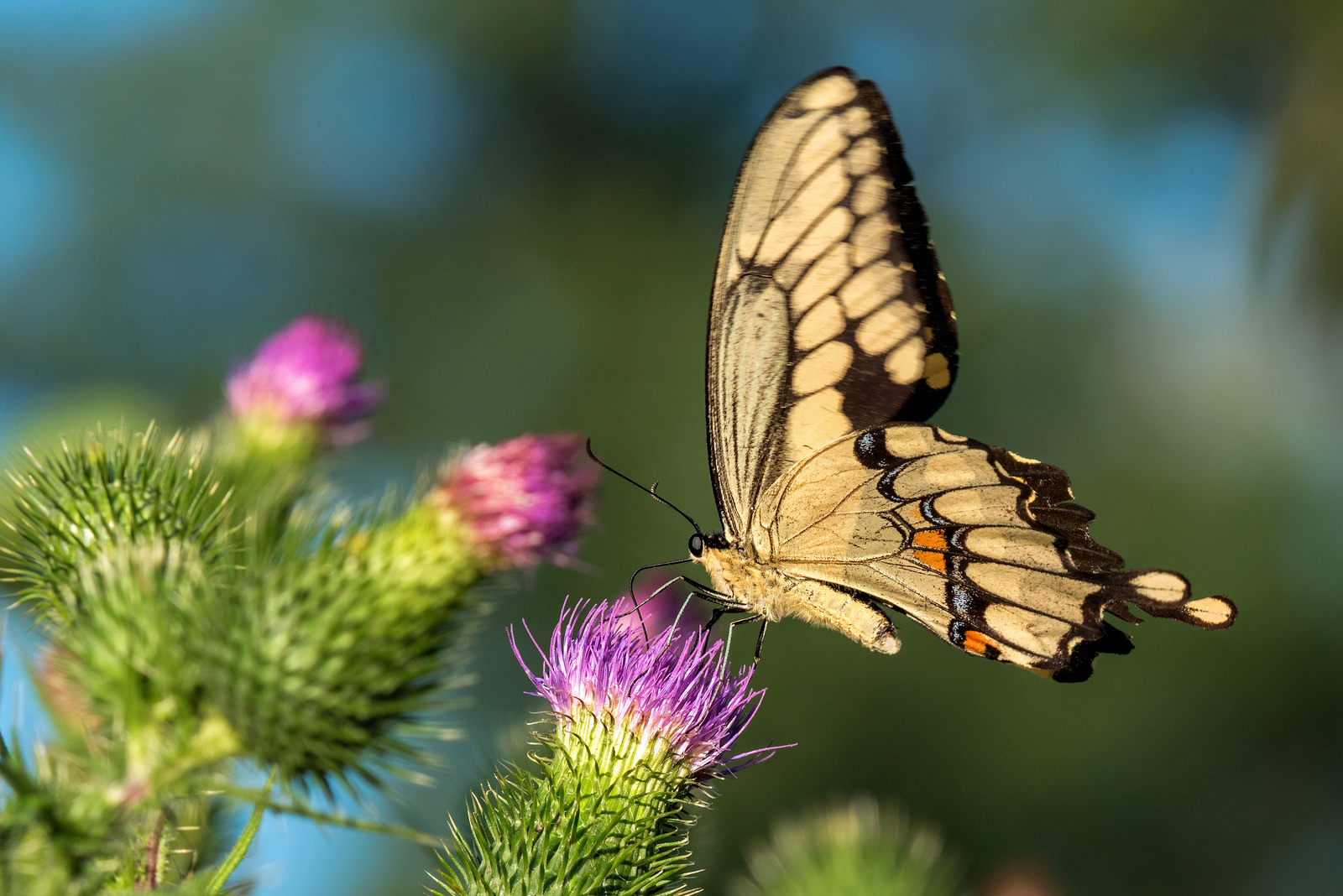 Giant Swallowtail with Thistle Jacqueline Verdun