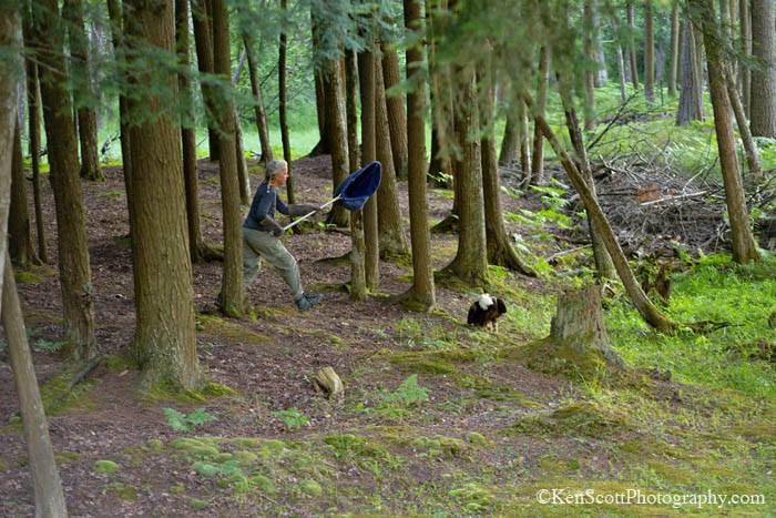 Wings of Wonder Catching a Bald Eagle