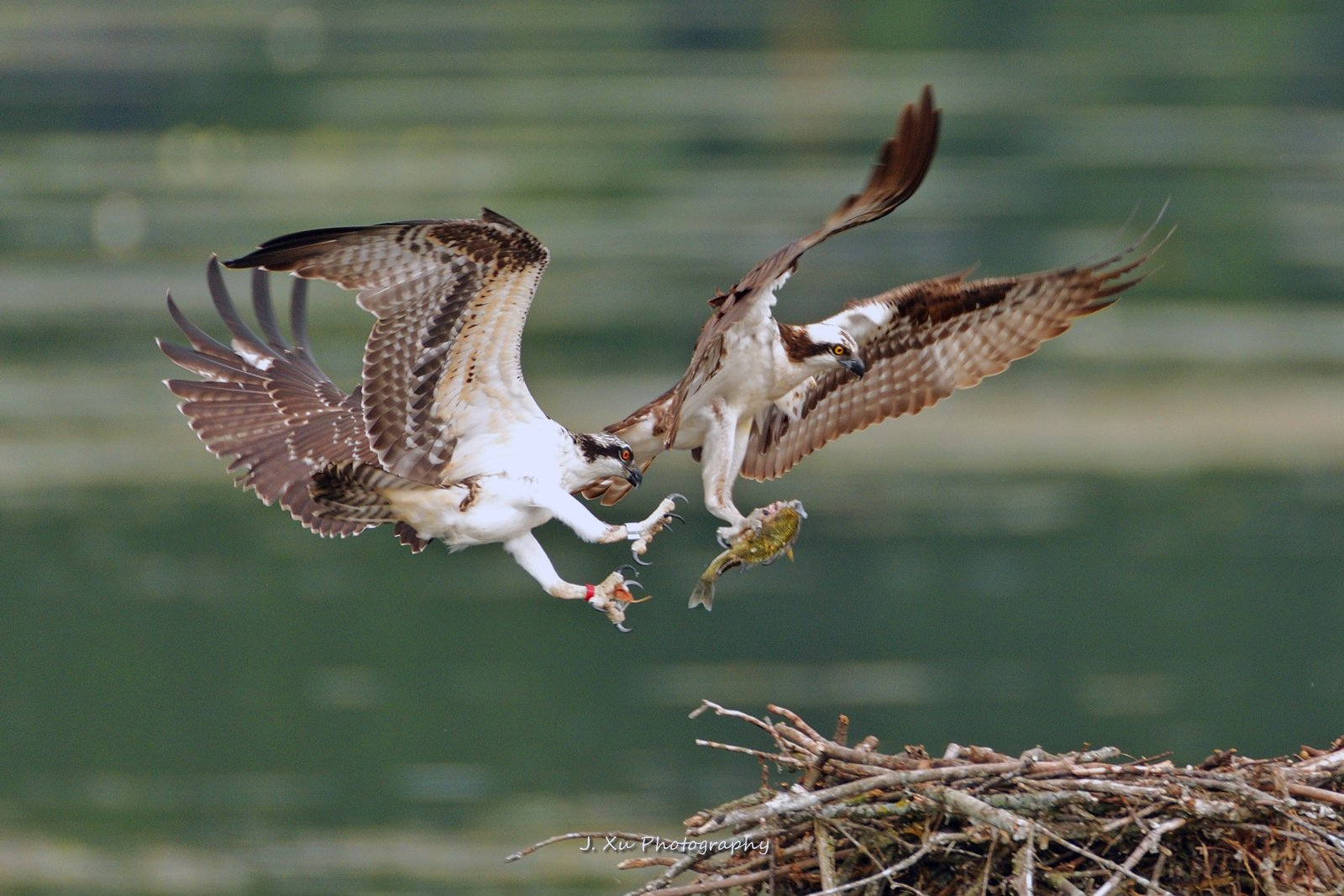 Dinner with the Ospreys