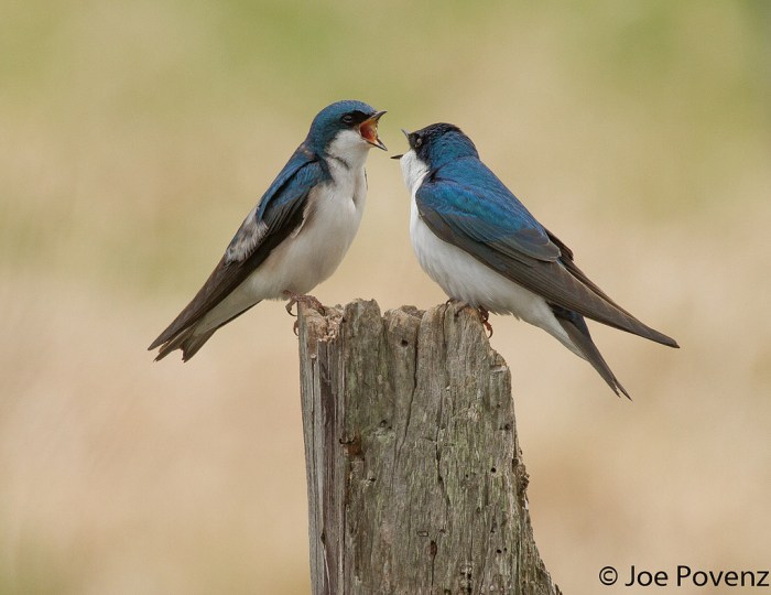 Life in 2016 Tree Swallow Edition