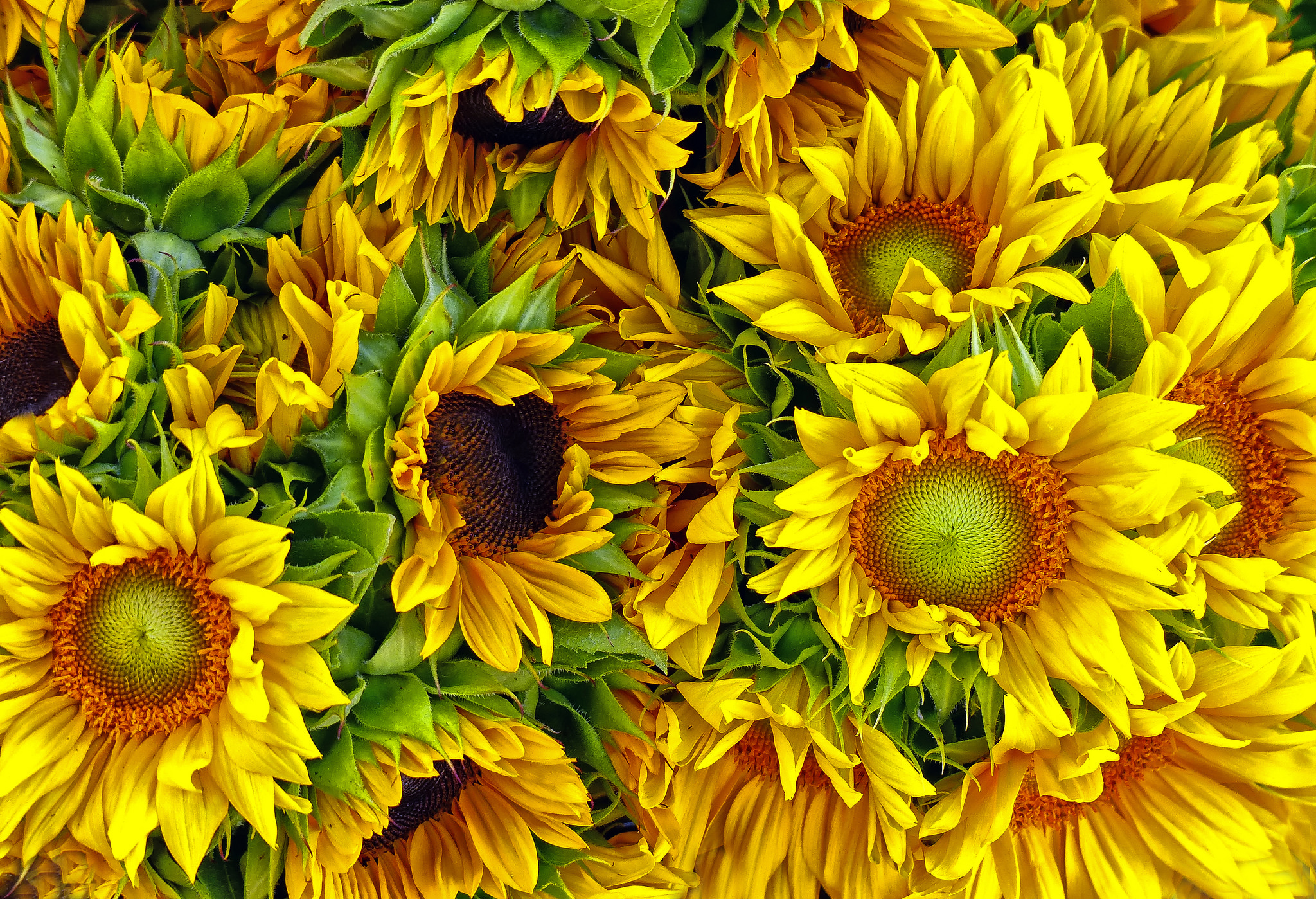 Sunflowers