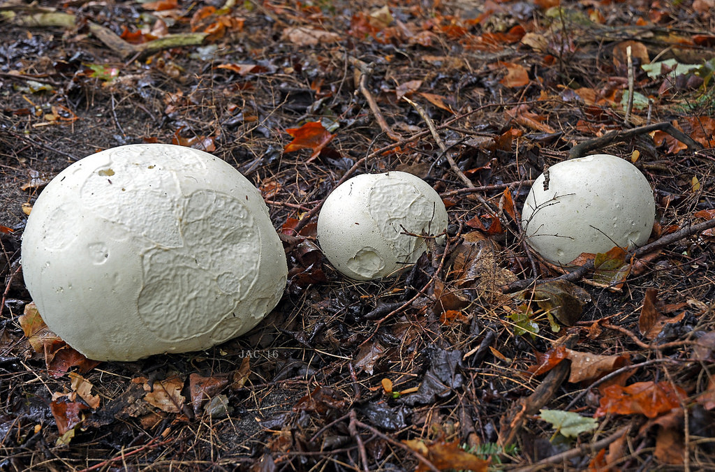 first-day-of-fall-puffballs