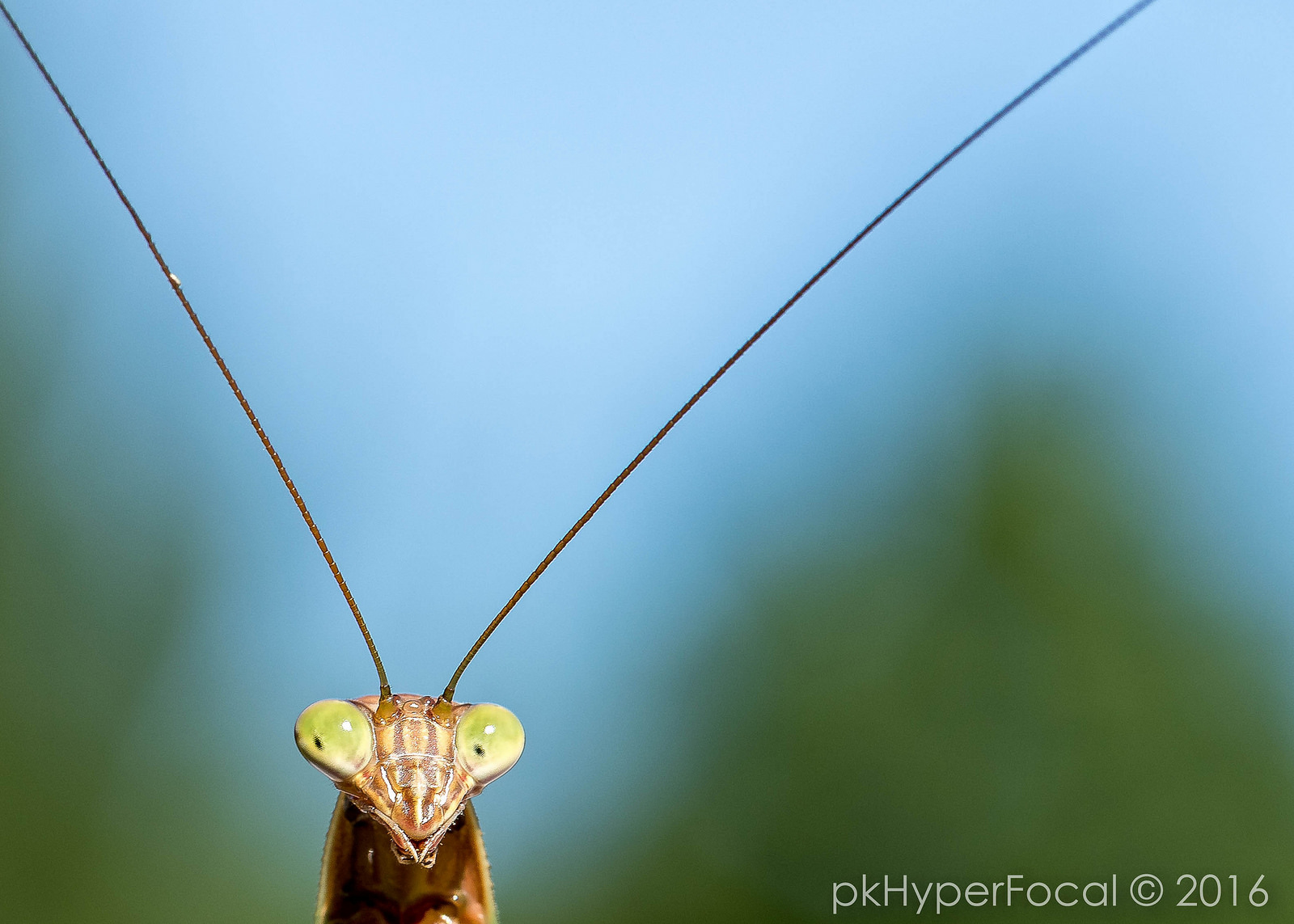 hello-is-it-me-youre-looking-for