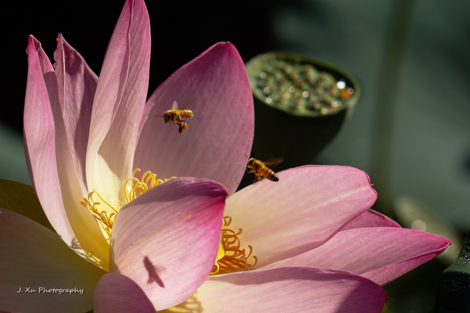 the-busy-couple-of-bees