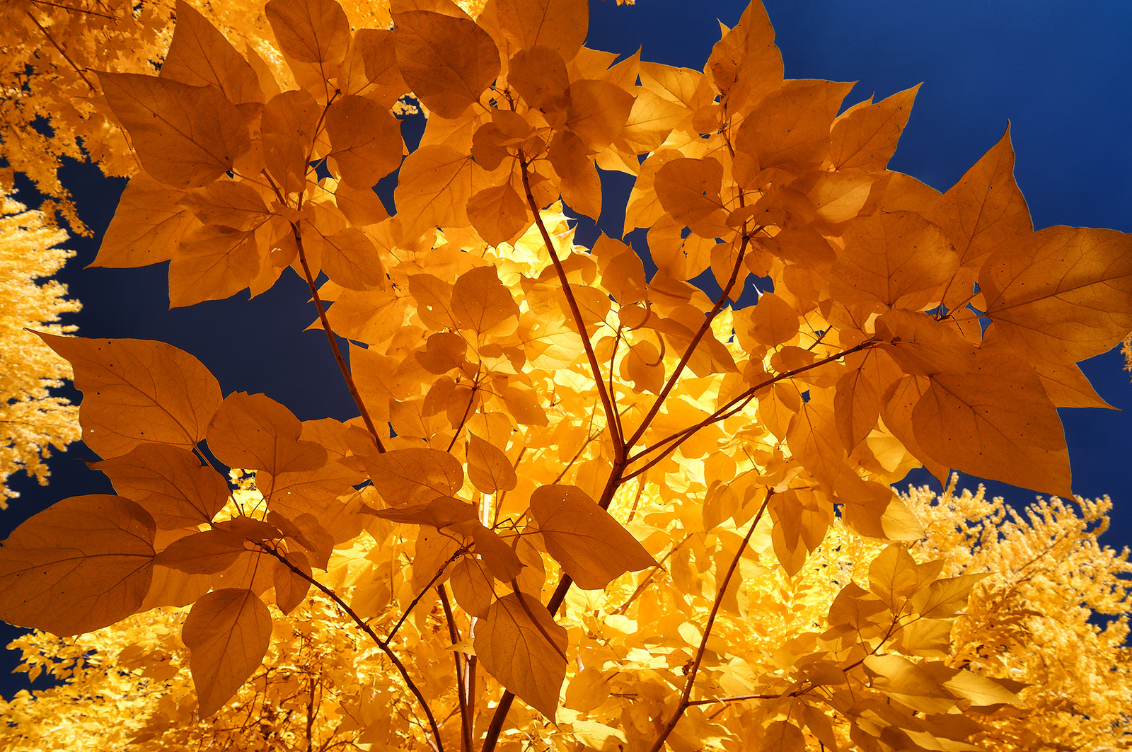 yellow-glory-by-scottie