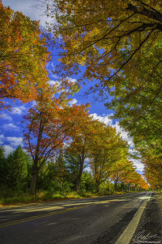 autumn-tree-tunnel-on-m-22