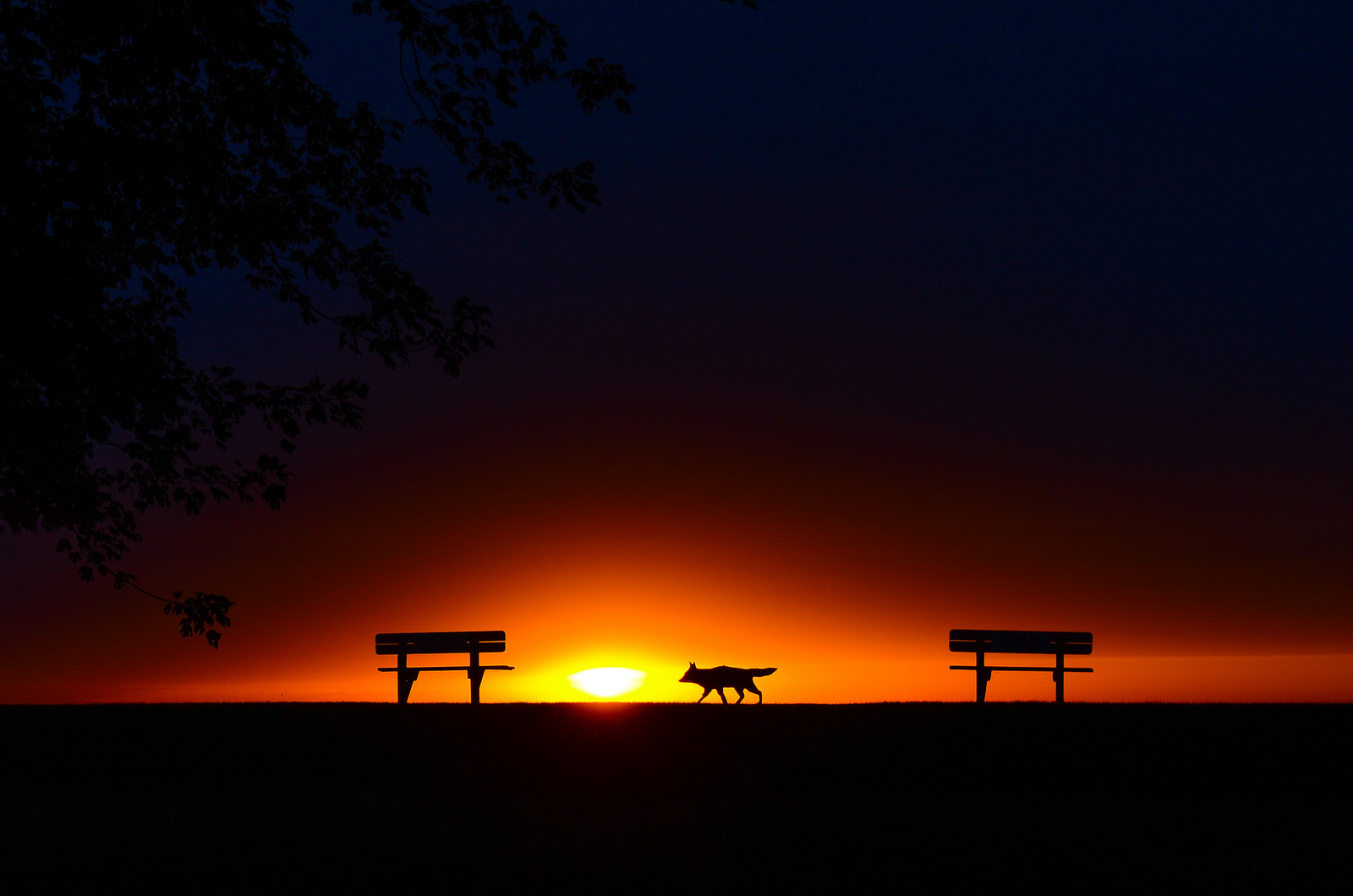 dawn-patrol-by-soaring-pigeon